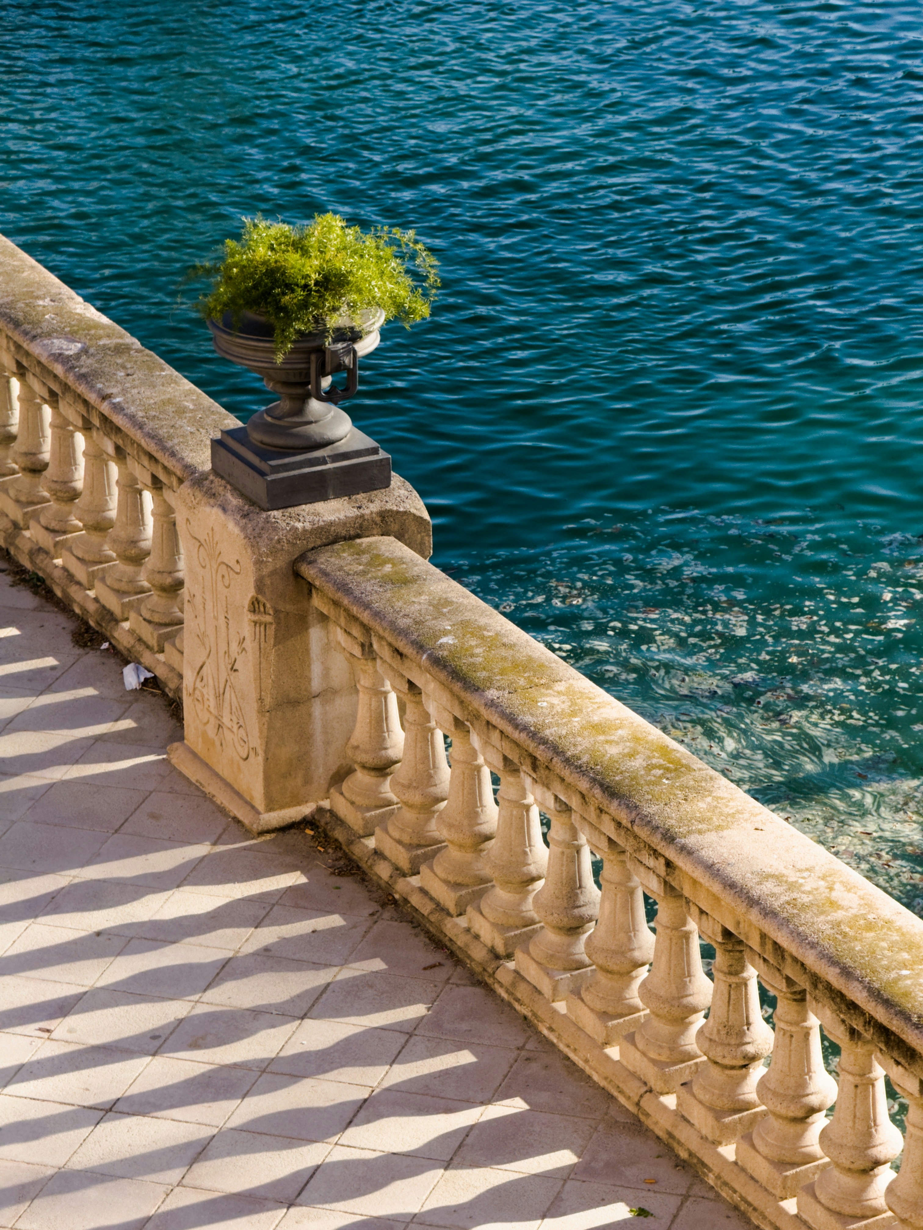 Photo of a plant on a limestone railing on the side of a lake